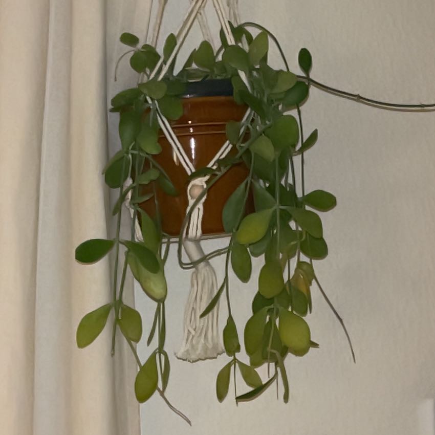 Photo of the plant species Geri dischidia by @SturdyMira named Orwell on Greg, the plant care app