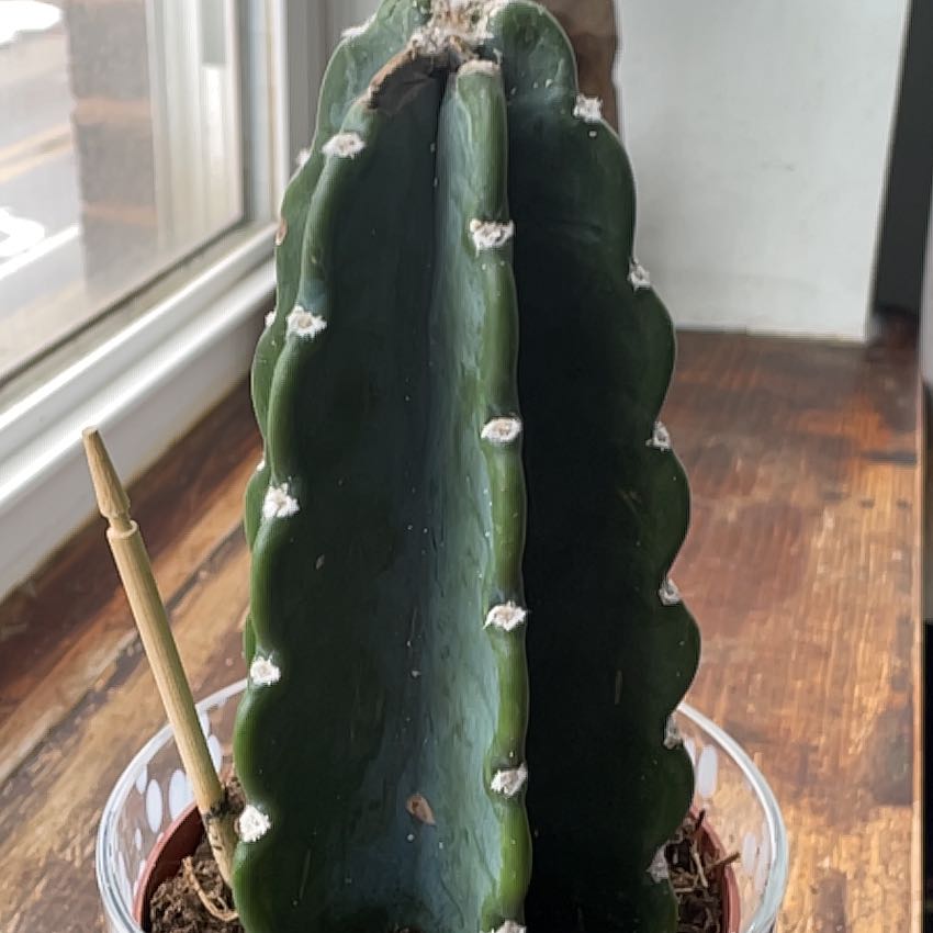 Photo of the plant species Lady of the Night Cactus by @HolyShrimpplant named Lady night on Greg, the plant care app