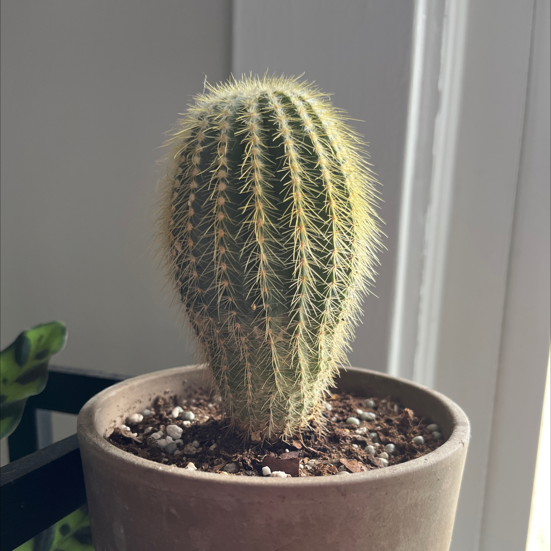 Photo of the plant species Parodia warasii by @BenignantPhlox named Queen on Greg, the plant care app