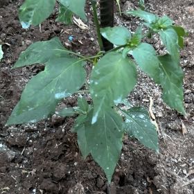 Photo of the plant species American Black Nightshade by @ClassyLithop named Bigleef Smalls on Greg, the plant care app