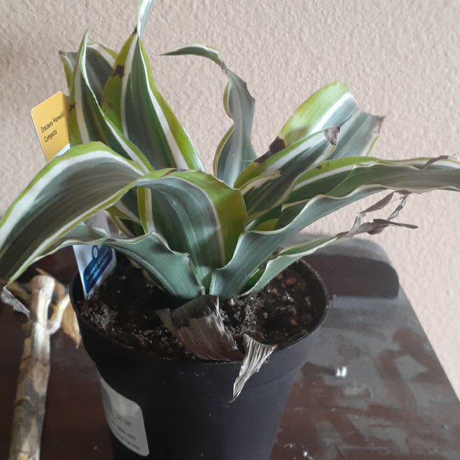 Photo of the plant species Draceana Dragon Tree by @MightyRedrose5 named Messi on Greg, the plant care app