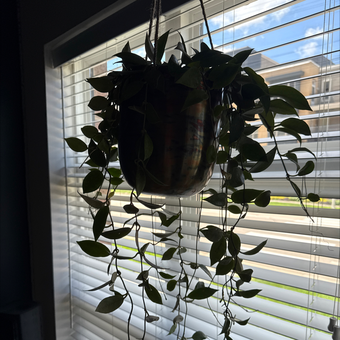 Photo of the plant species Hoya 'Sunrise' by @Ashtonchase named Grover on Greg, the plant care app