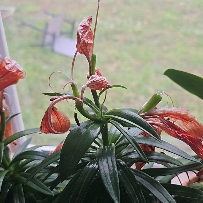 Photo of the plant species Tiger Lily by @ProfuseJellycup named Nemo on Greg, the plant care app