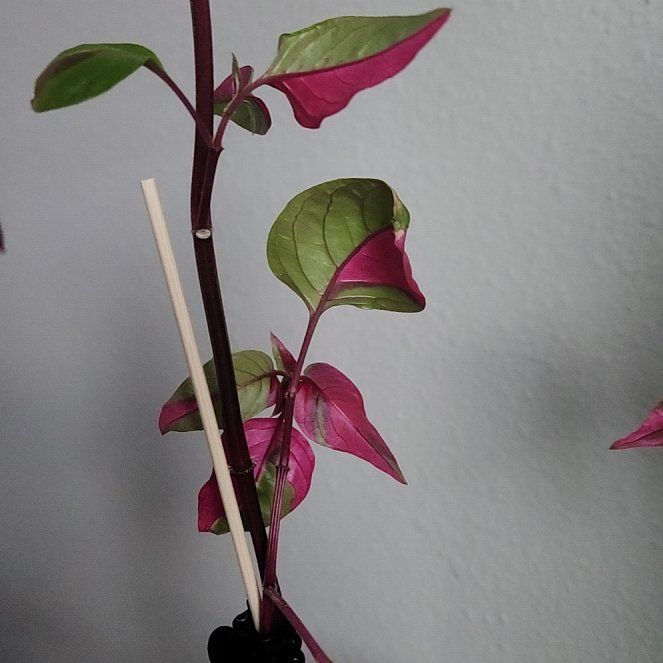 Photo of the plant species Mai Tai Alternanthera by @PositiveAlula22 named Demi on Greg, the plant care app