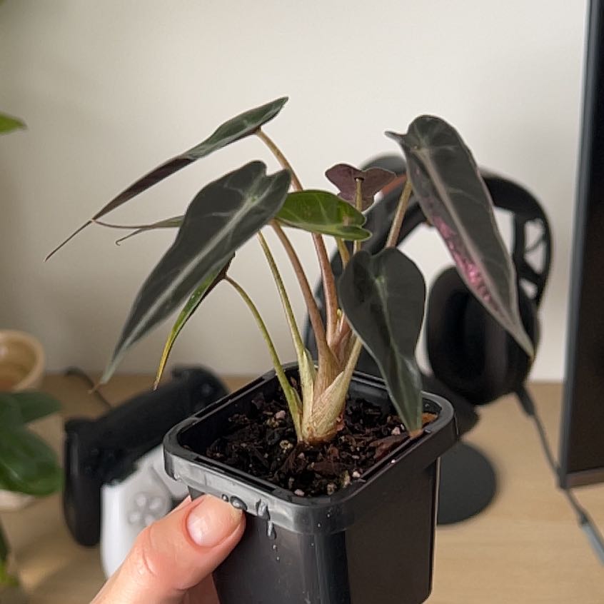 Photo of the plant species bambino arrow plant by @LoyalPotato41 named Zion on Greg, the plant care app