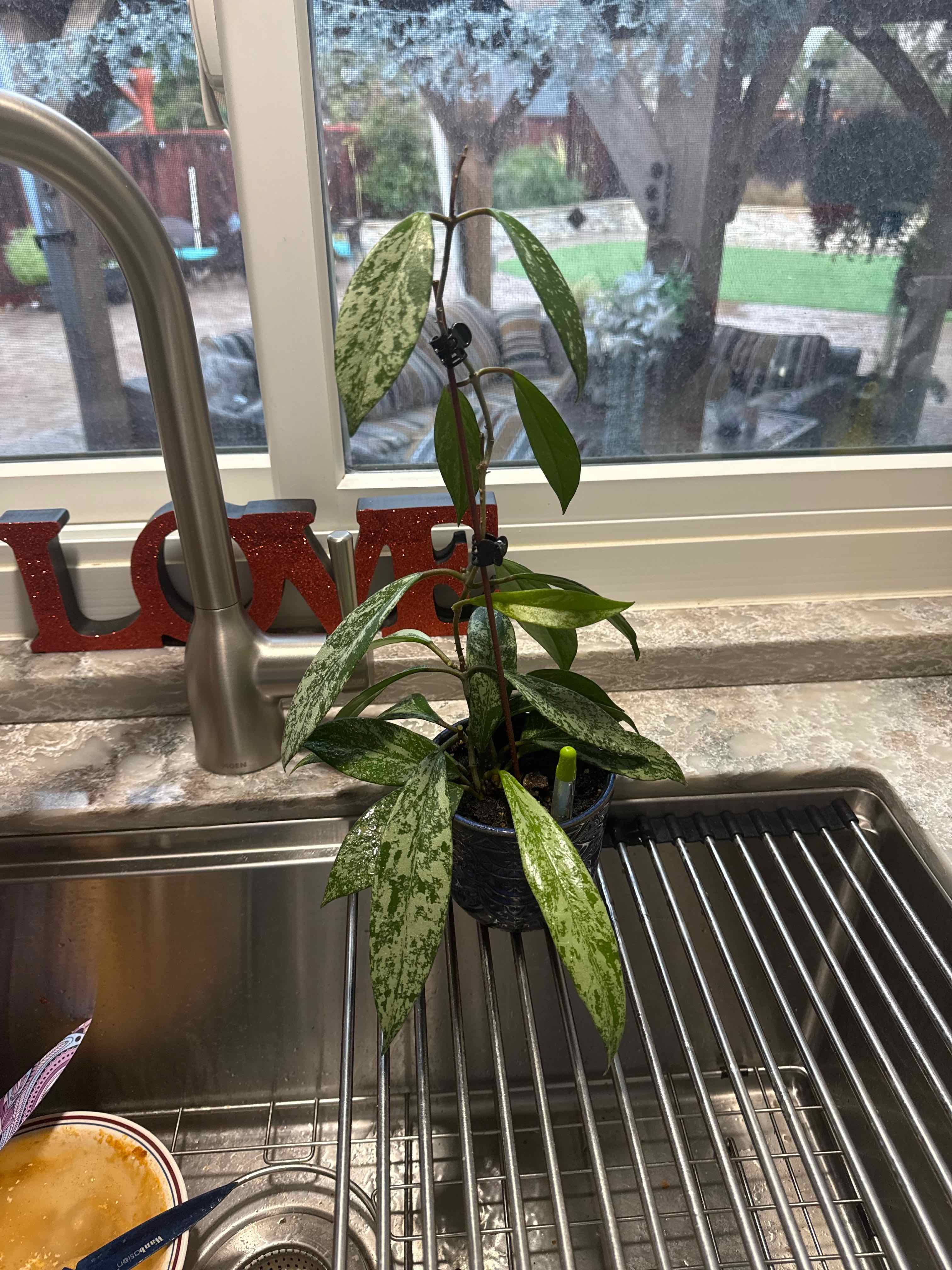 Photo of the plant species Hoya Red Buttons by @AdeptZinnia16 named Sheena on Greg, the plant care app