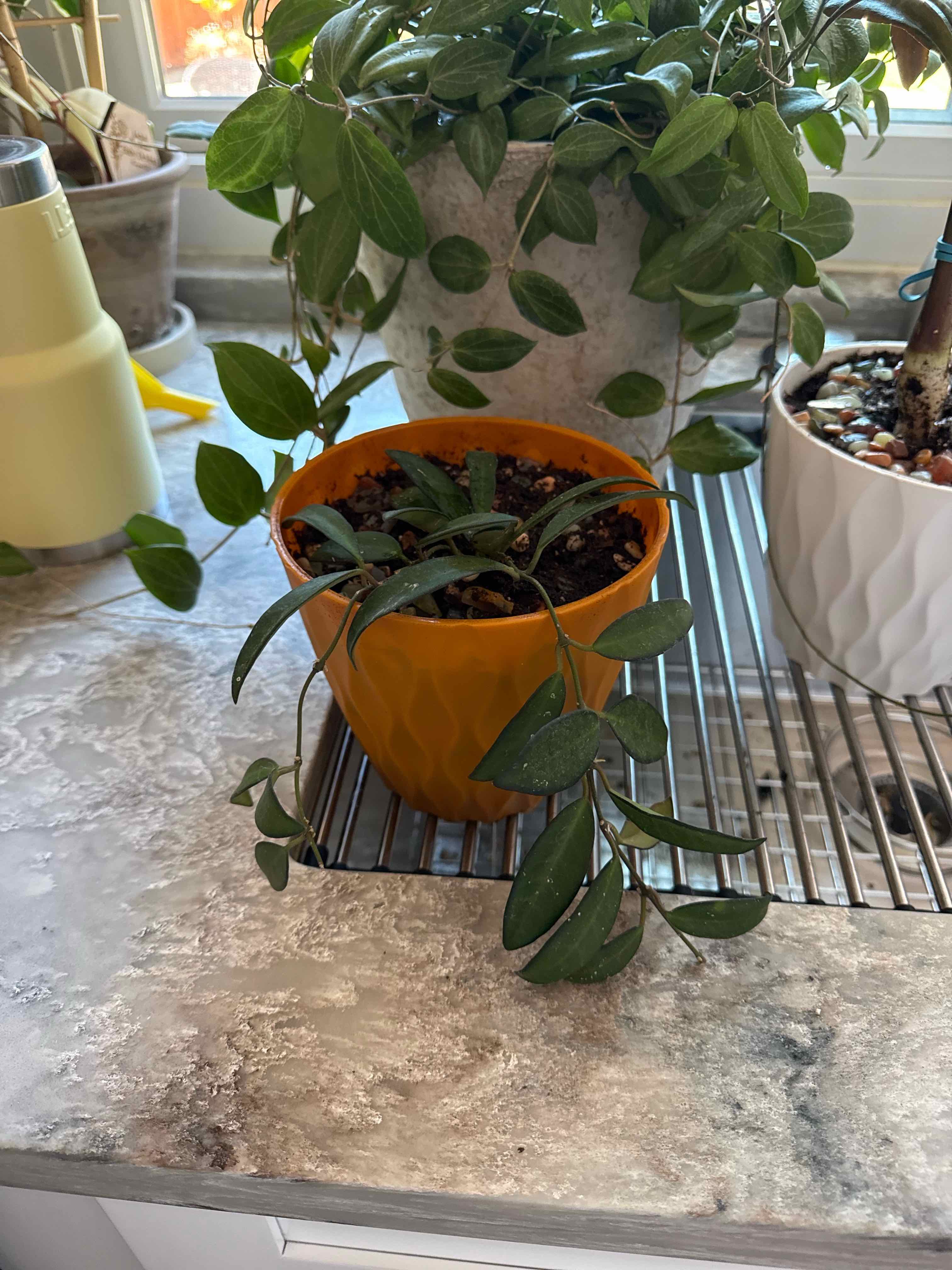 Photo of the plant species Hota Rosita by @AdeptZinnia16 named Reina Roja on Greg, the plant care app