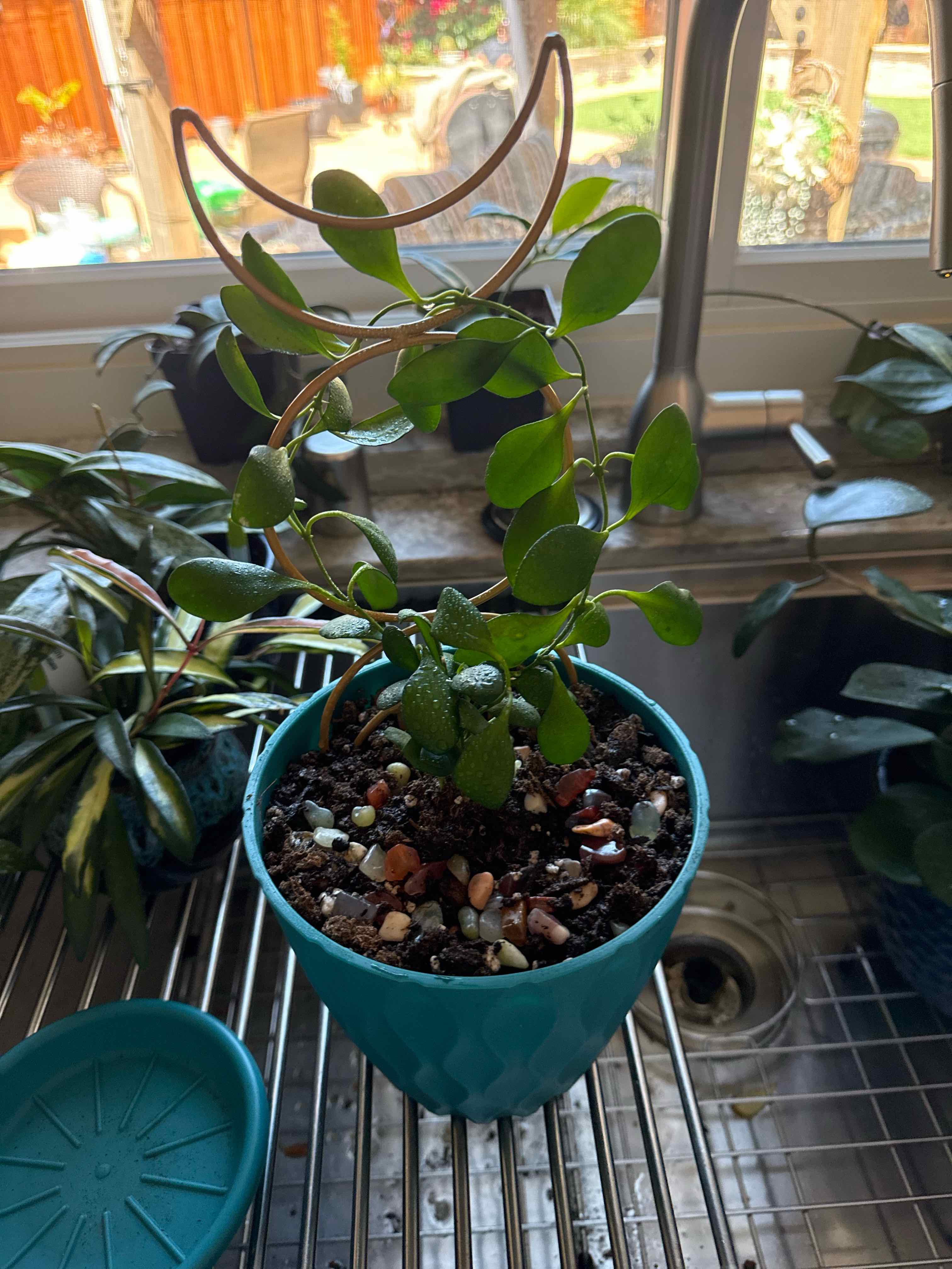 Photo of the plant species Hoya heuschkeliana by @AdeptZinnia16 named Janelle on Greg, the plant care app