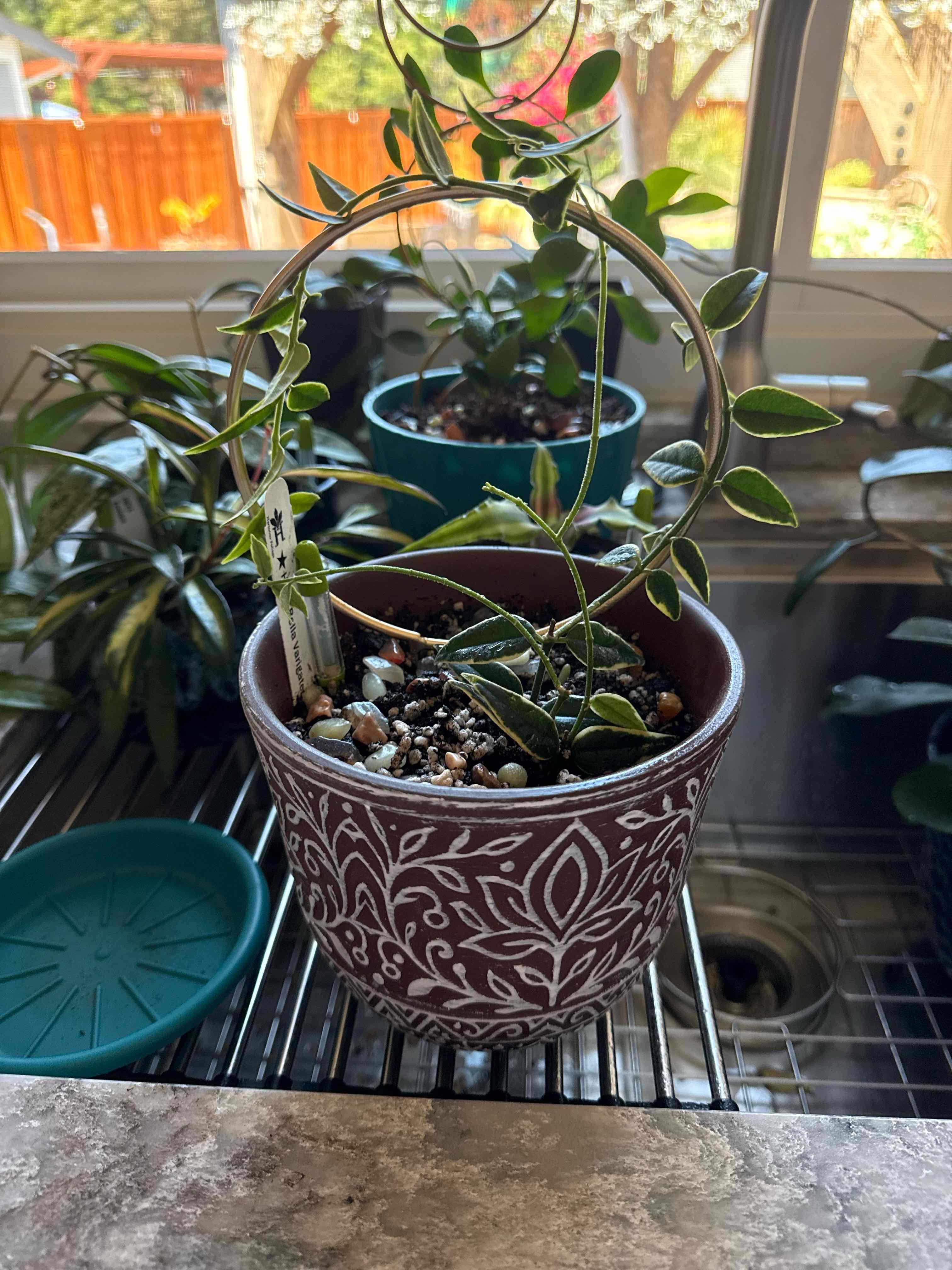 Photo of the plant species Hoya bella albomarginata by @AdeptZinnia16 named Emery Bella on Greg, the plant care app