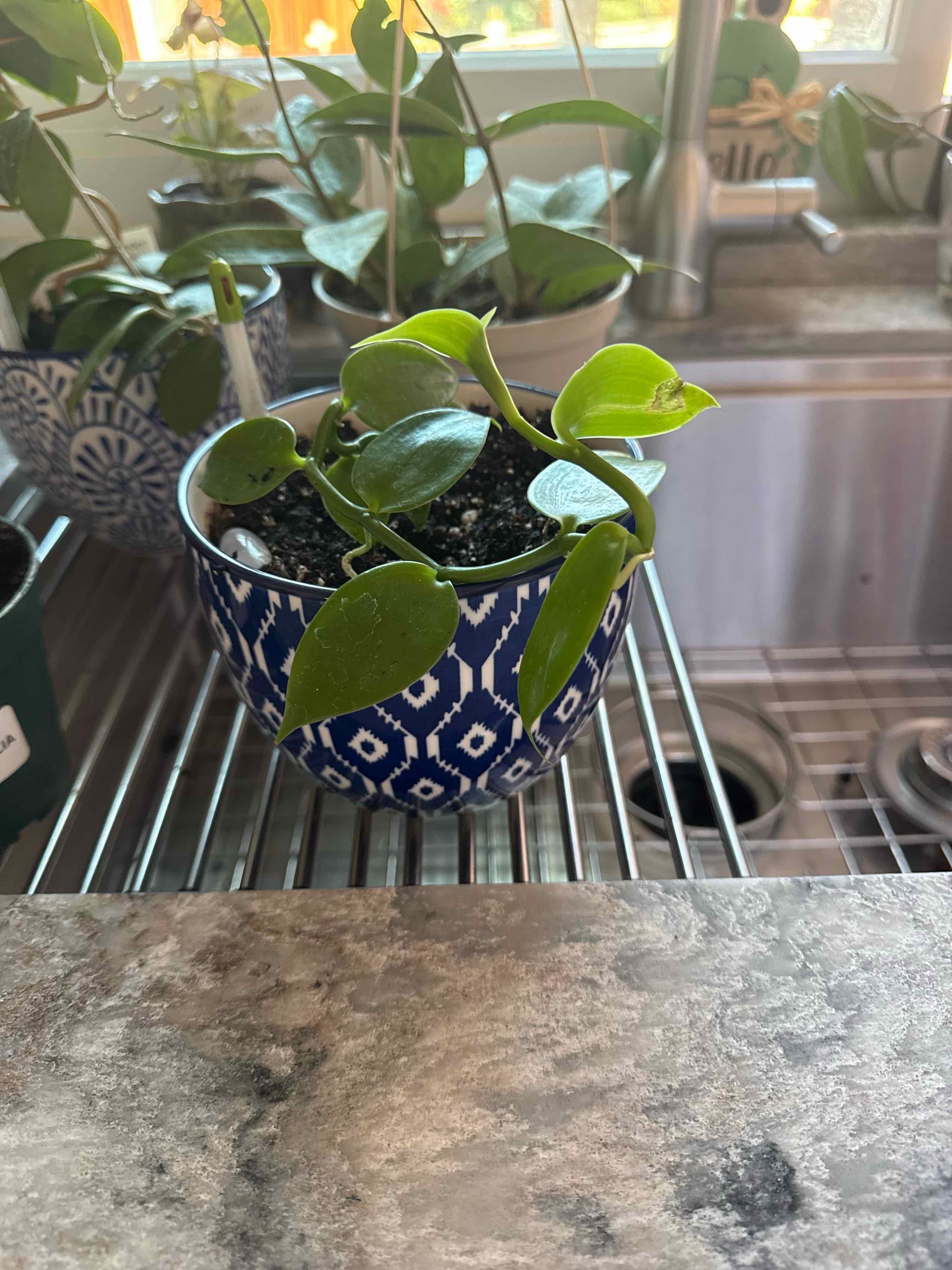 Photo of the plant species Flat Leafed Vanilla by @AdeptZinnia16 named Juanita on Greg, the plant care app
