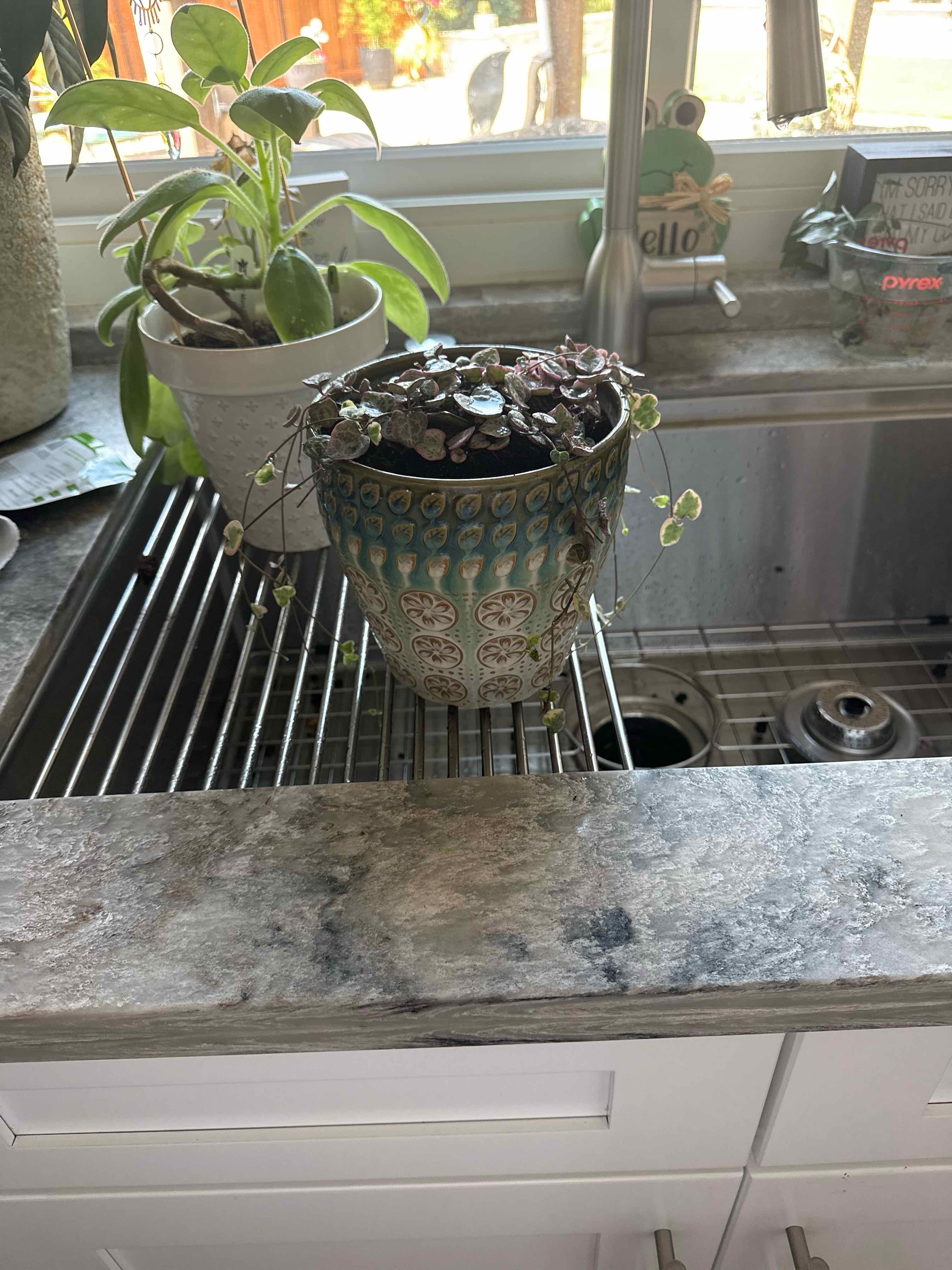 Photo of the plant species variegated string of hearts by @AdeptZinnia16 named Adam on Greg, the plant care app