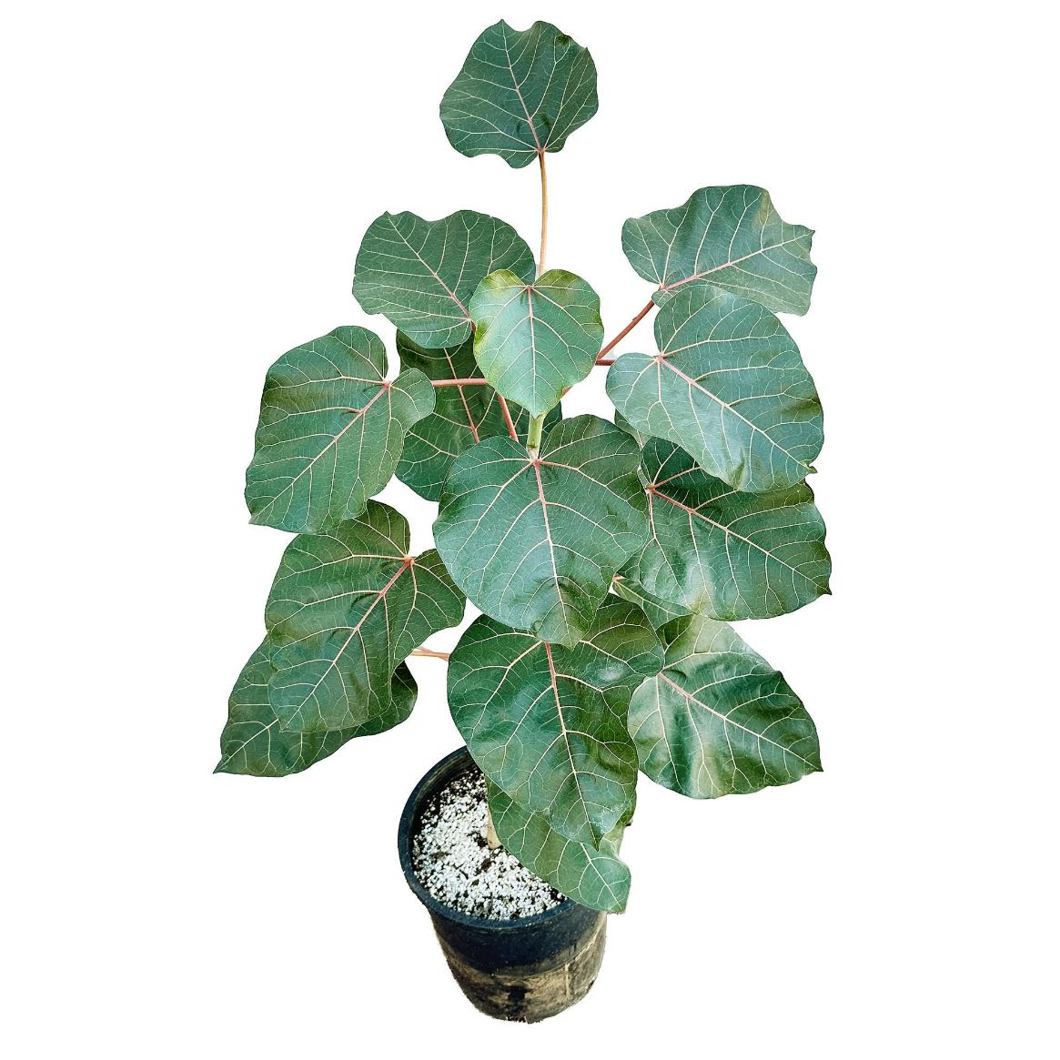 Photo of the plant species Large-Leaved Rock Fig by @LovelyFirebush named Fig on Greg, the plant care app