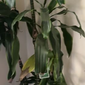 Photo of the plant species Deremensis Pele by @VastSwordbean named Aria on Greg, the plant care app