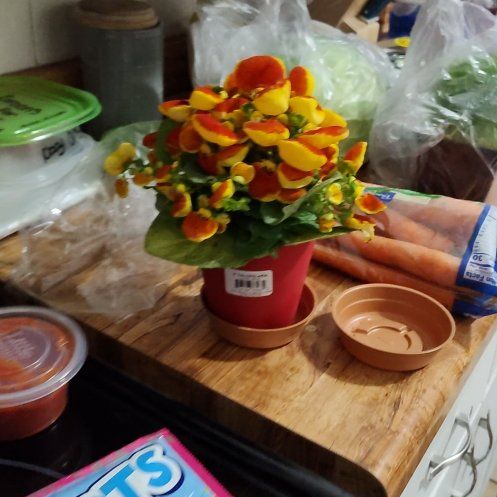 Plant care for Calceolaria pinnata subsp. pinnata on Greg, the plant care app