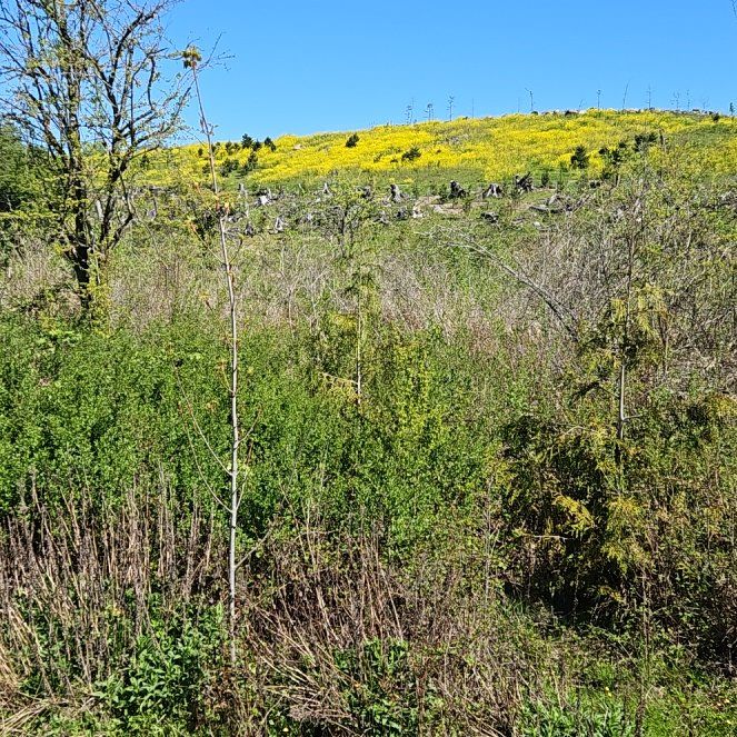 Photo of the plant species Conium Maculatum by @TouchingLantana named Sage on Greg, the plant care app
