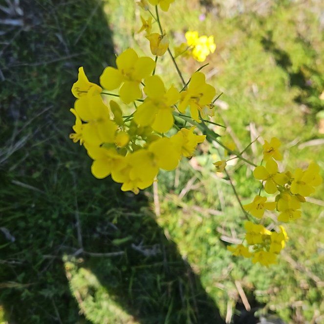 Photo of the plant species Field Mustard by @TouchingLantana named Bigleef Smalls on Greg, the plant care app