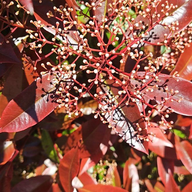 Photo of the plant species Smokebush by @TouchingLantana named Gates on Greg, the plant care app