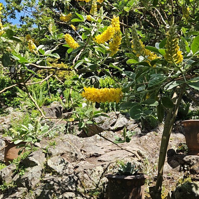 Photo of the plant species Candlestick Tree by @TouchingLantana named Elina on Greg, the plant care app