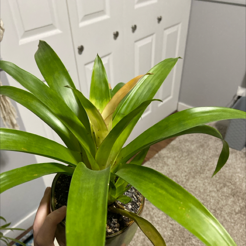 Photo of the plant species Darth Vader Bromiliad by @CordialWormseed named Ozzie on Greg, the plant care app