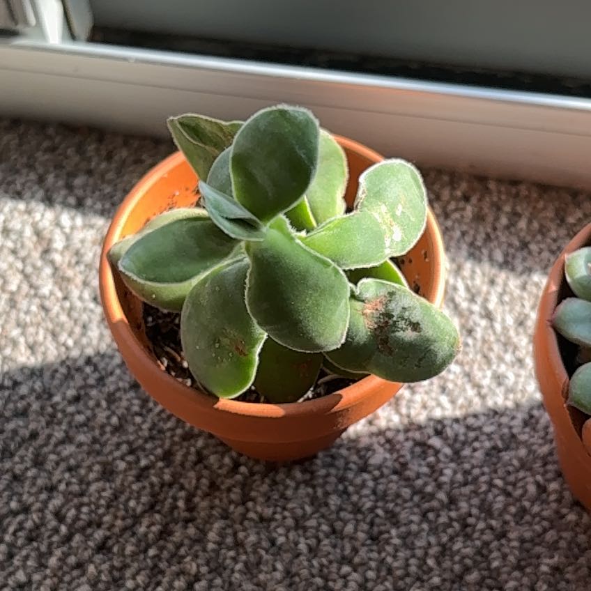 Photo of the plant species Crassula cotyledonis by @RichSandrose64 named Velvet on Greg, the plant care app
