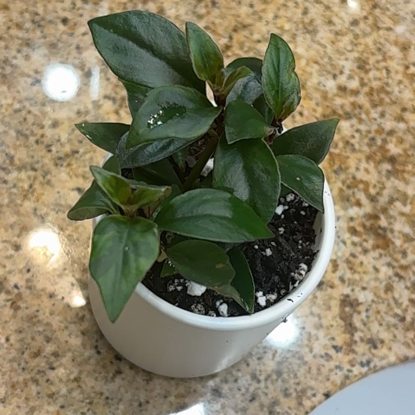 Photo of the plant species Nematanthus 'Tropicana' by @RichSandrose64 named Nemo on Greg, the plant care app