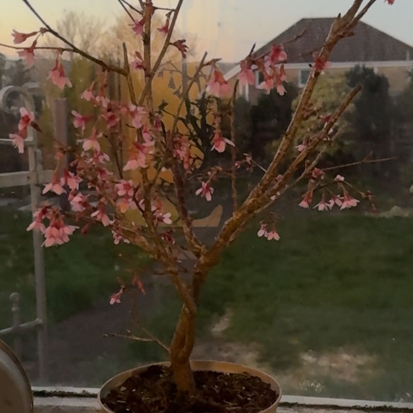 Photo of the plant species Okame cherry tree by @AcademicGrass named Tupot amaroot on Greg, the plant care app