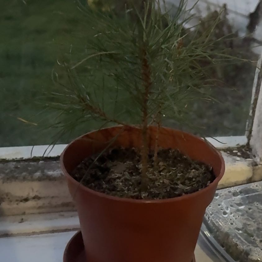 Photo of the plant species Pine Tree by @AcademicGrass named Sherlock on Greg, the plant care app