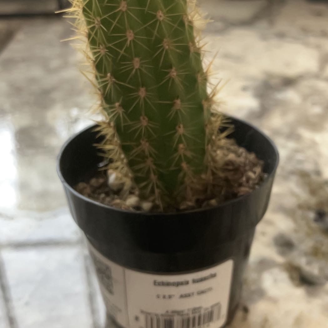 Photo of the plant species Echinopsis 'Huascha' by @FetchingOakmoss named Girlfrond on Greg, the plant care app