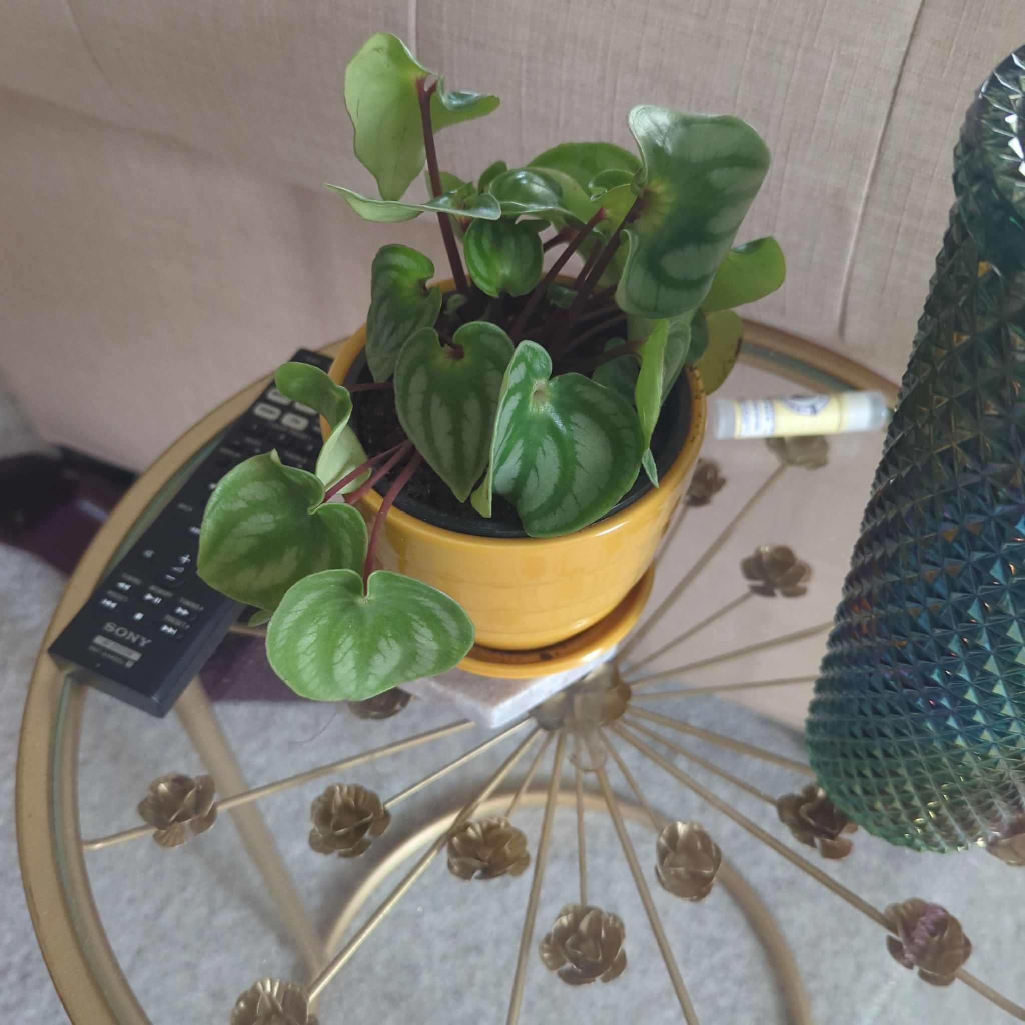 Photo of the plant species Peperomia Gold Dust Woman by @ImmenseDamiana named Austen on Greg, the plant care app