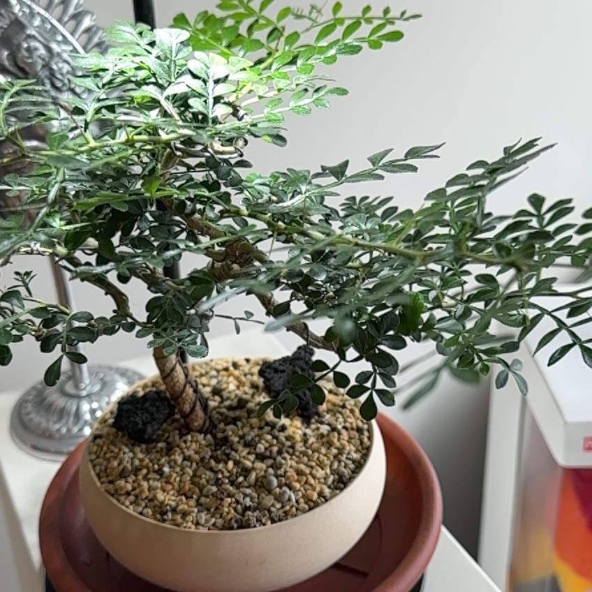 Photo of the plant species Citrus lucida by @YokeAnnualdaisy named Dolores on Greg, the plant care app