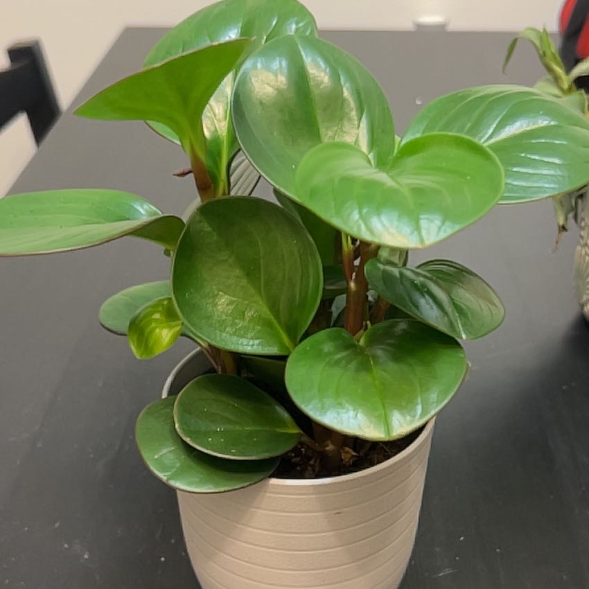 Photo of the plant species Himalayamix peperomia by @NiftyChamise named Marley on Greg, the plant care app