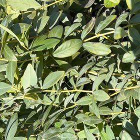 Photo of the plant species Blue Wild Indigo by @StandupGraypine named Forrest on Greg, the plant care app