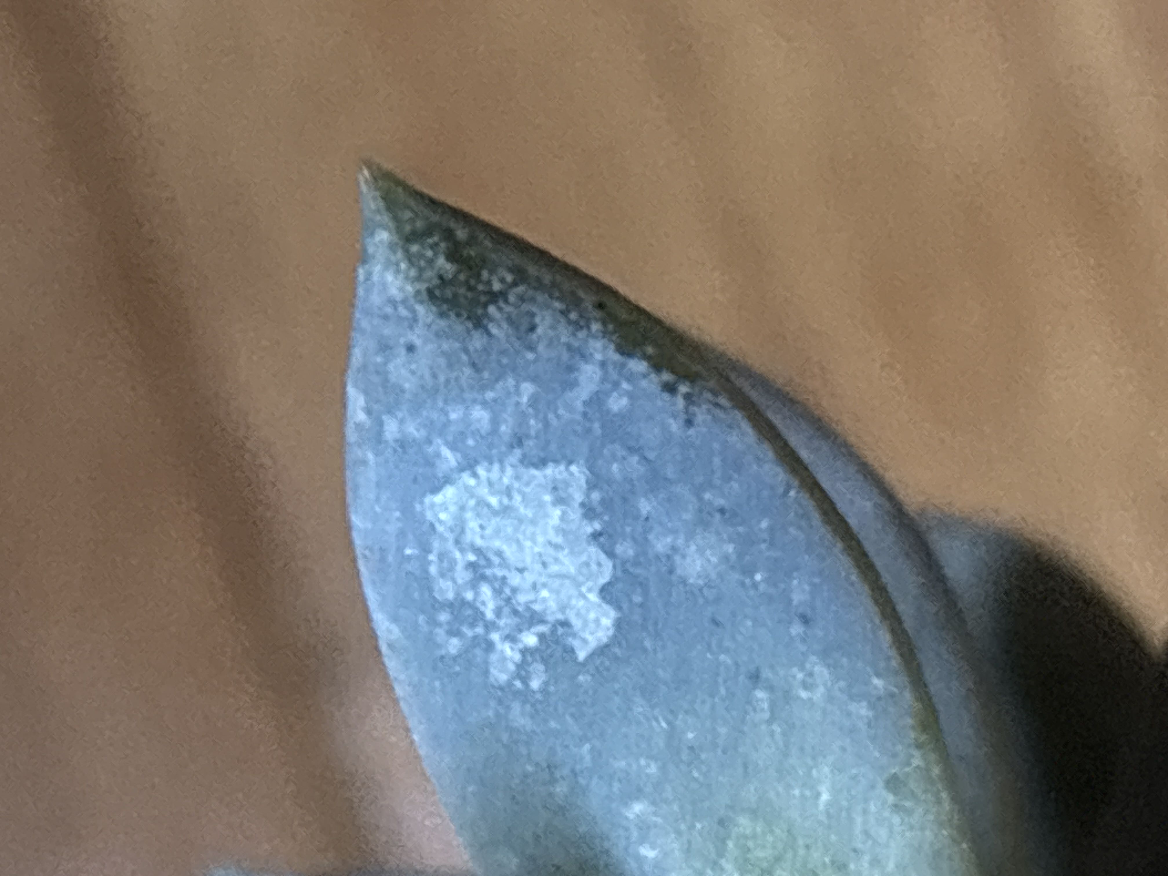 Photo from the post