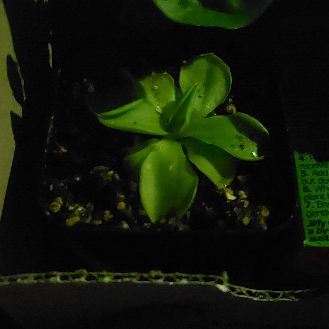 Photo of the plant species Pinguicula emarginata by @WizardSkimmia named Mulan on Greg, the plant care app