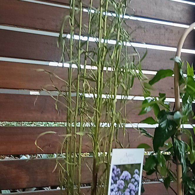 Photo of the plant species Asters by @QuaintWoodsrose named James Dean on Greg, the plant care app