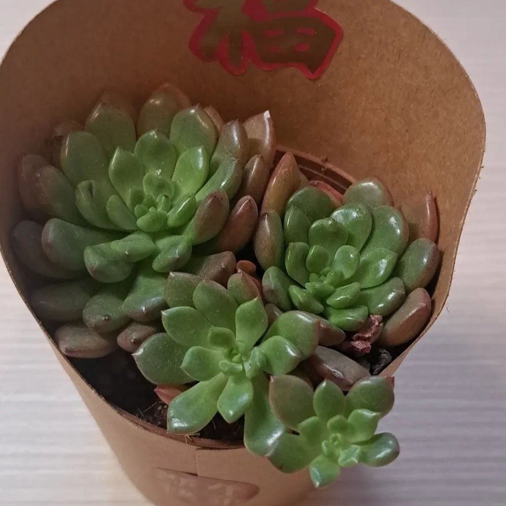 Photo of the plant species Pink Ruby Sedevaria by @CivilGoldenseal named da Vinci on Greg, the plant care app