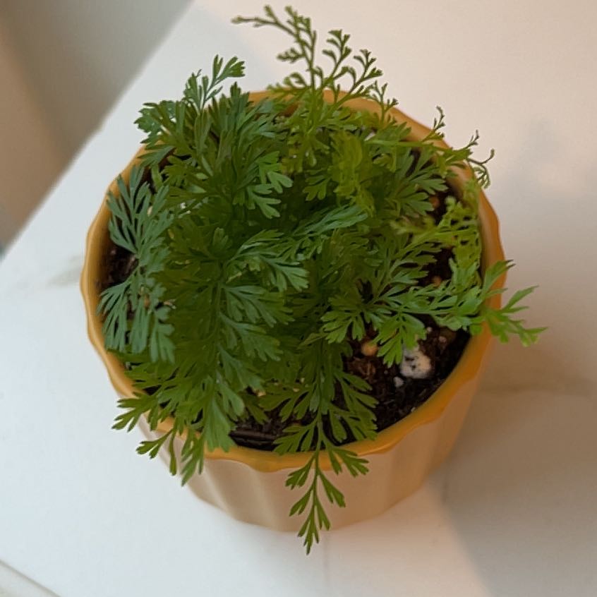 Photo of the plant species Carrot Fern by @SocialWhitlavia named Ferny on Greg, the plant care app