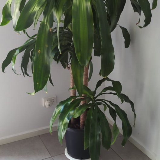 Photo of the plant species Happy Plant by @OpenlyLuckyred named Marley on Greg, the plant care app