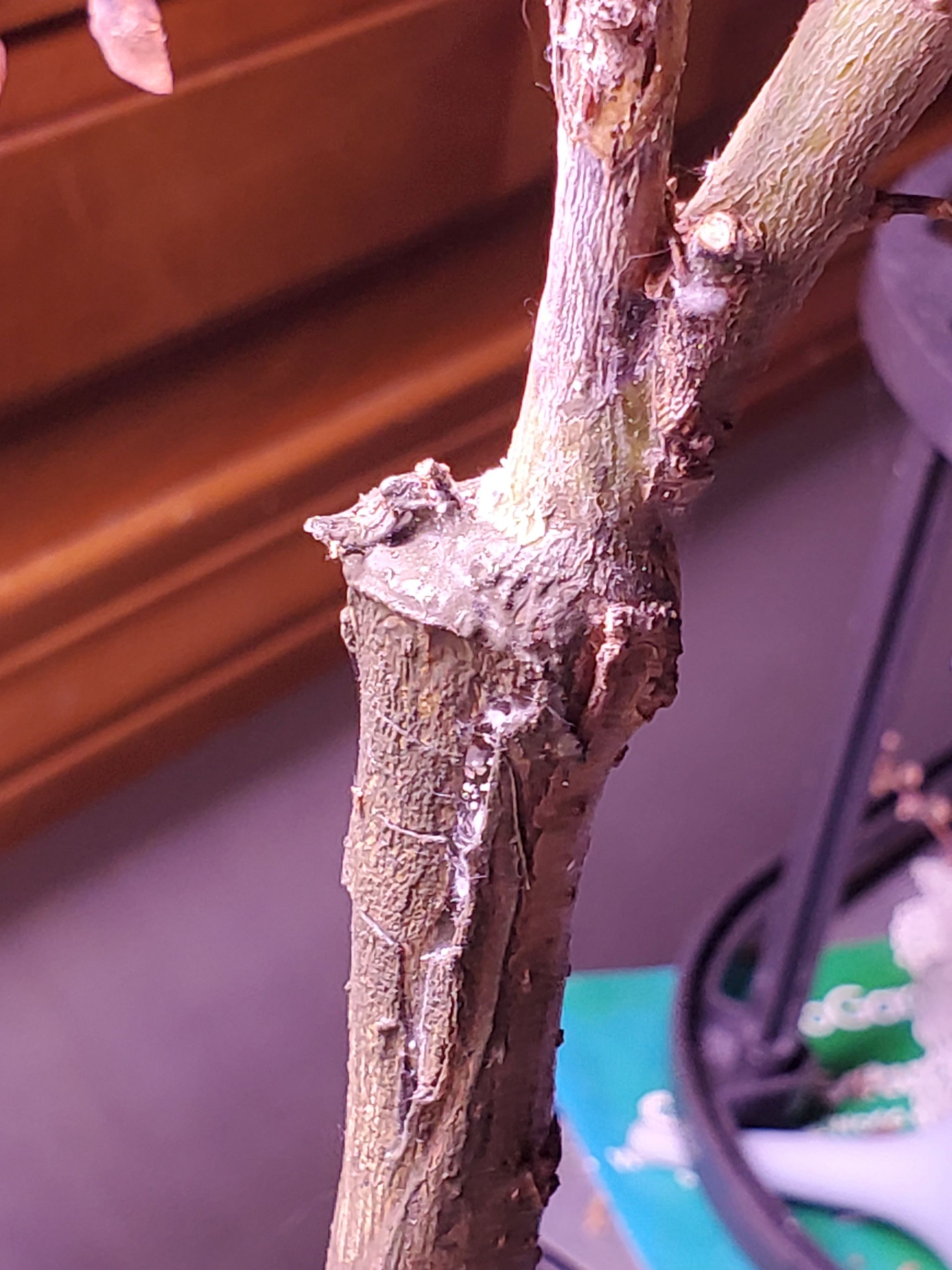 Photo of the plant species Dappled willow tree by @FriendlyDaisy named Cleopatra on Greg, the plant care app