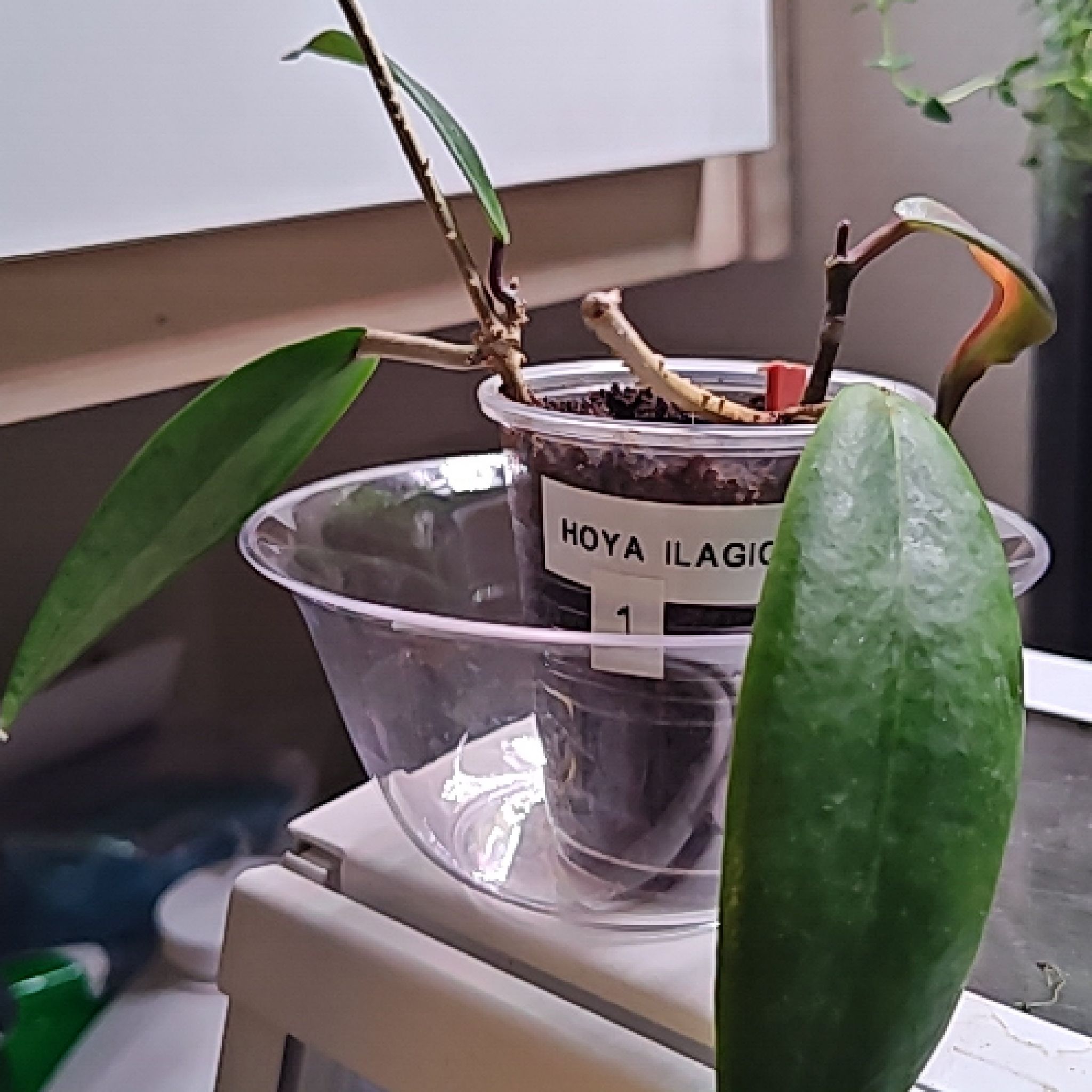 Photo of the plant species Hoya ilagiorum by @goblinpr88 named Igor on Greg, the plant care app