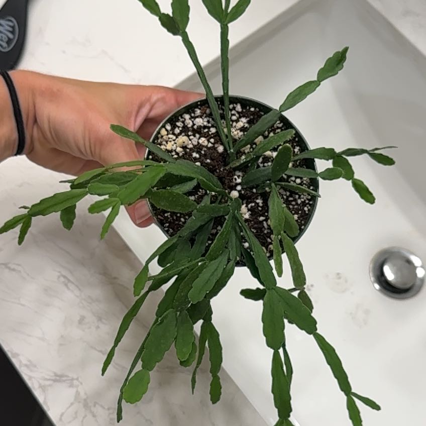 Photo of the plant species Mistletoe Cactus by @moobdoob23 named Rosa on Greg, the plant care app