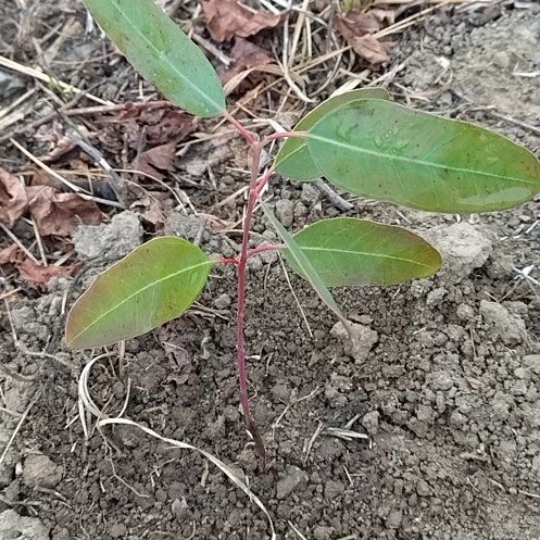 Photo of the plant species Eucalyptus glomerosa by @TraveledMayten named Clooney on Greg, the plant care app