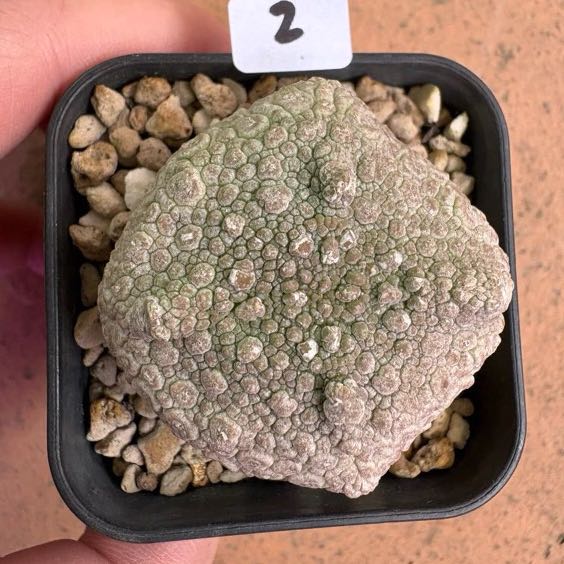 Photo of the plant species Cubiform Pseudolithos 'Album' by @LovingMakole21 named Cuba on Greg, the plant care app