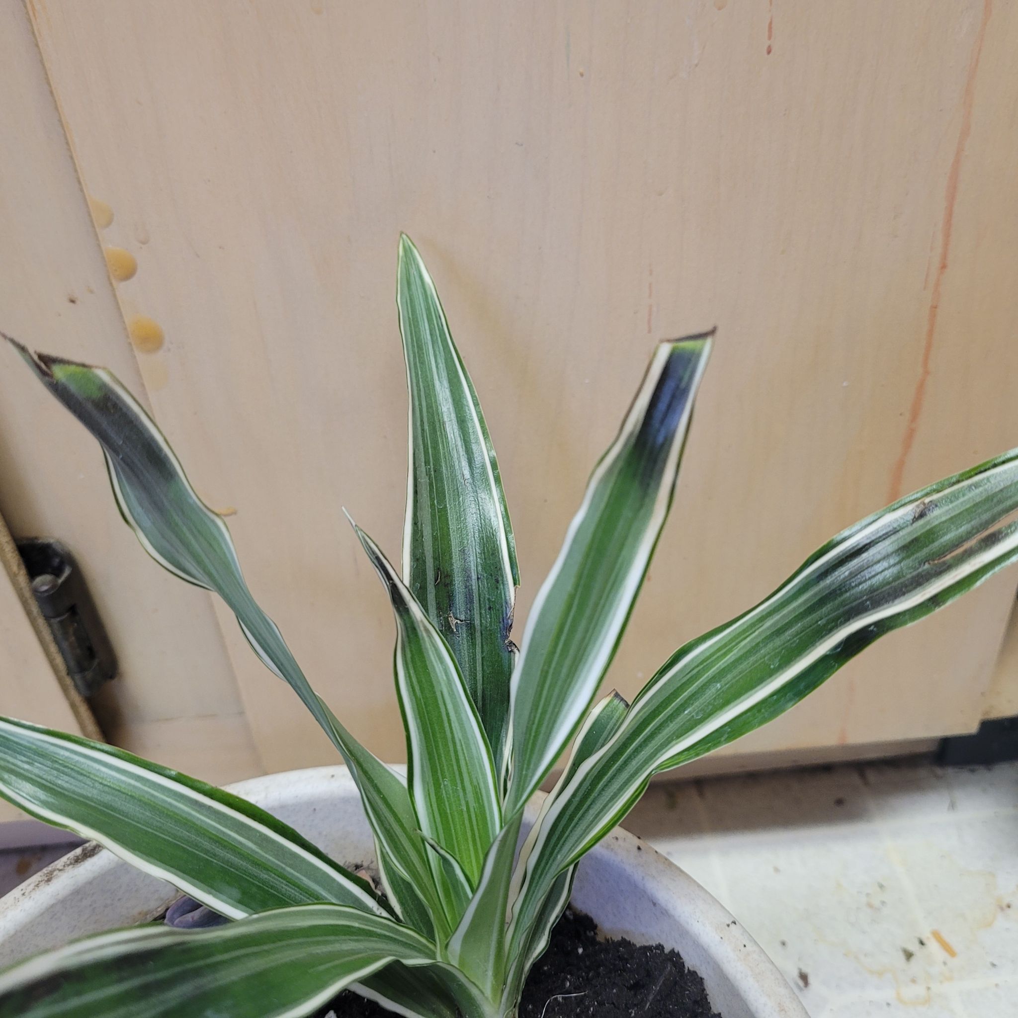 Photo of the plant species Dracaena Goldstar by @HeiressGreen26 named Daphne on Greg, the plant care app
