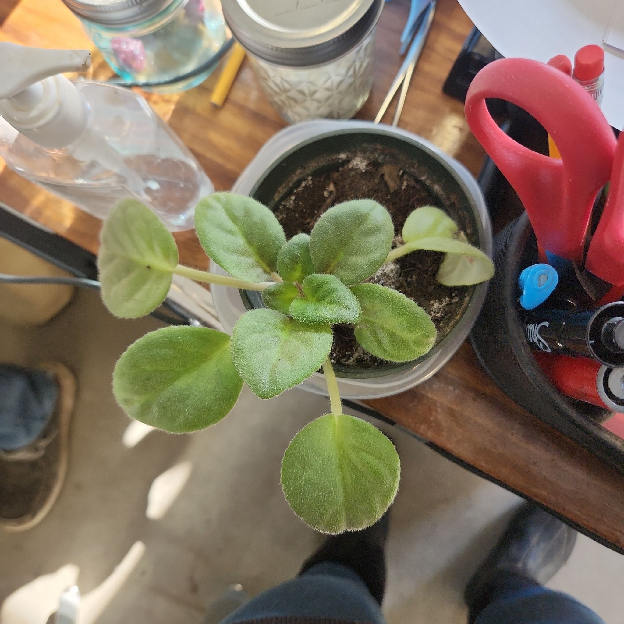 Photo of the plant species African Violet by @GoodFieldgarlic named Denali on Greg, the plant care app