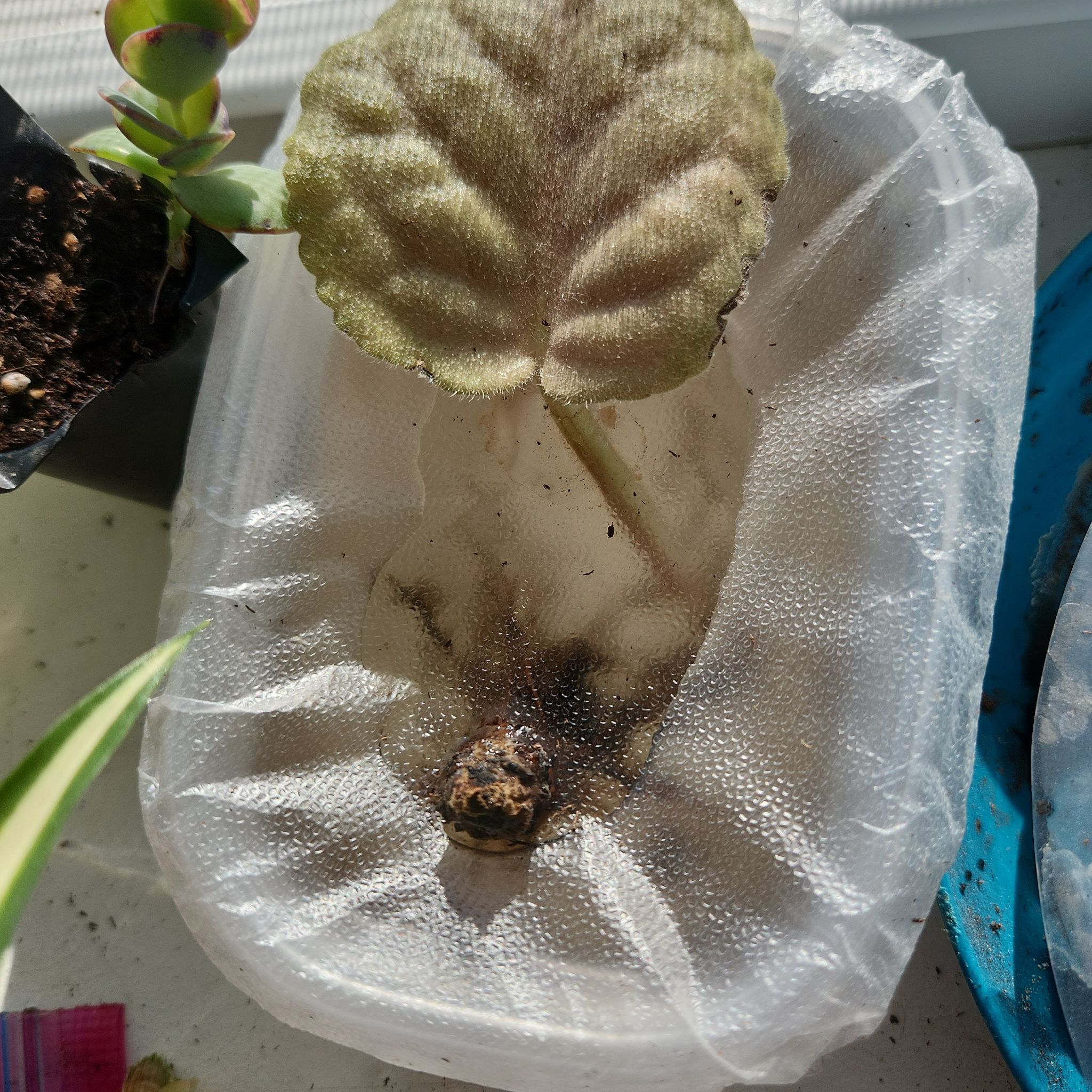 Photo of the plant species African Violet by @GoodFieldgarlic named Aria on Greg, the plant care app