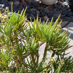 Photo of the plant species Canary Islands Candle Plant by @UberAndeansage named Luna on Greg, the plant care app