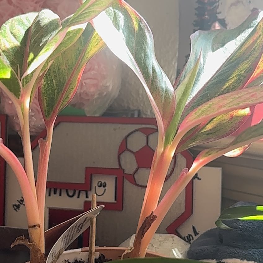 Photo of the plant species Agloanema 'Harlequin' by @ArticulateYuzu5 named Remington on Greg, the plant care app