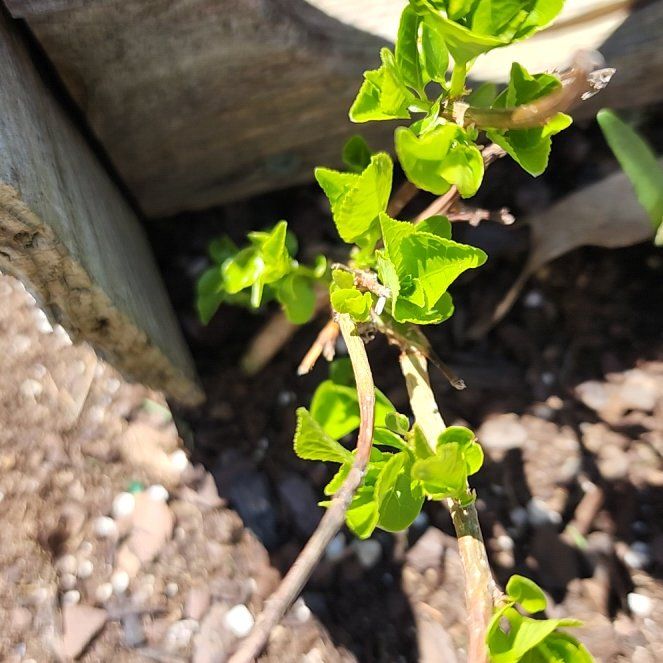 Photo of the plant species Cancer Weed by @WhizBankcatclaw named Treeyoncé on Greg, the plant care app