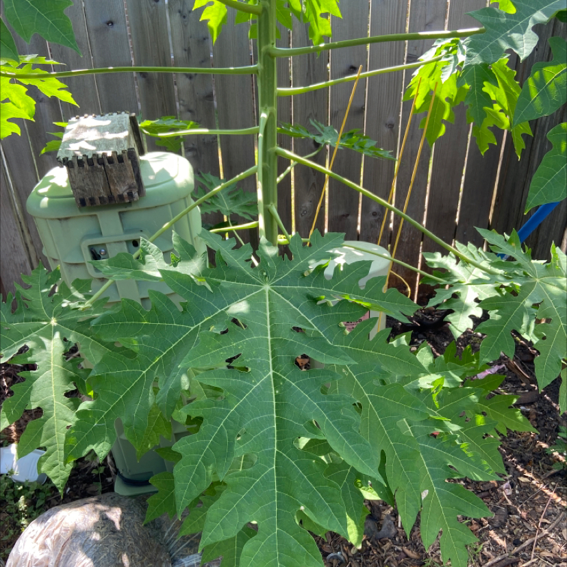 Healthy Papaya plant with large green leaves in an outdoor setting.